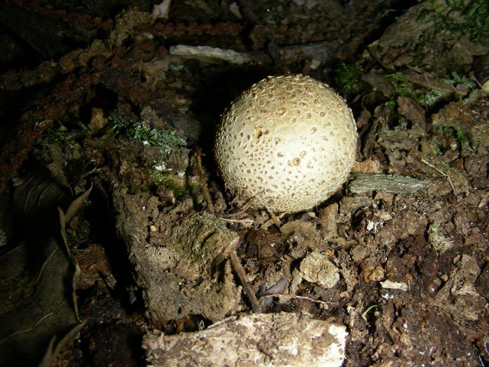 1090 Luglio vecchio ritrovamento